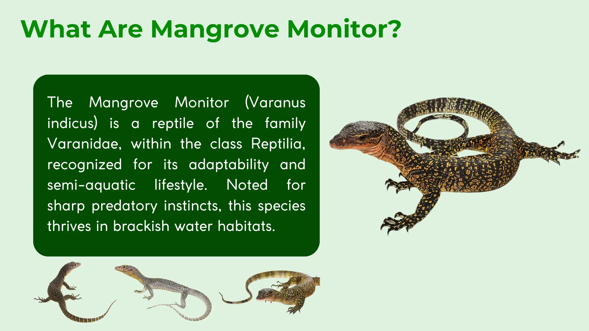 mangrove monitor information