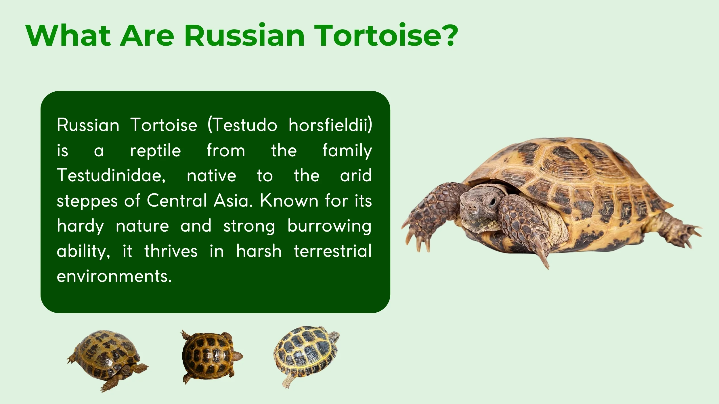 what are russian tortoise