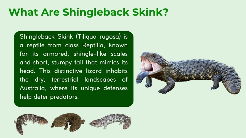 The Shingleback Skink is also called the Two-headed Skink 