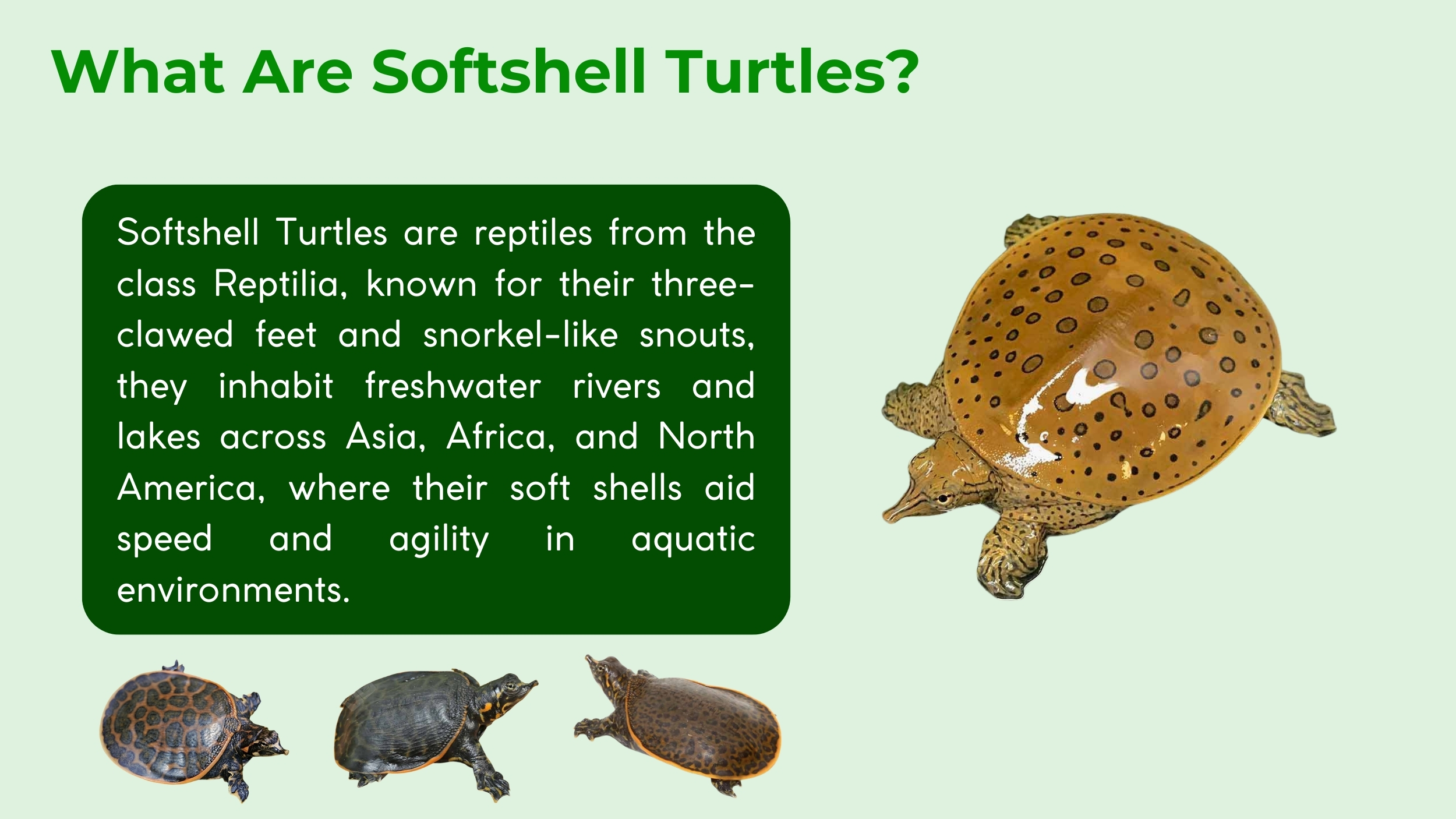 what are softshell turtles