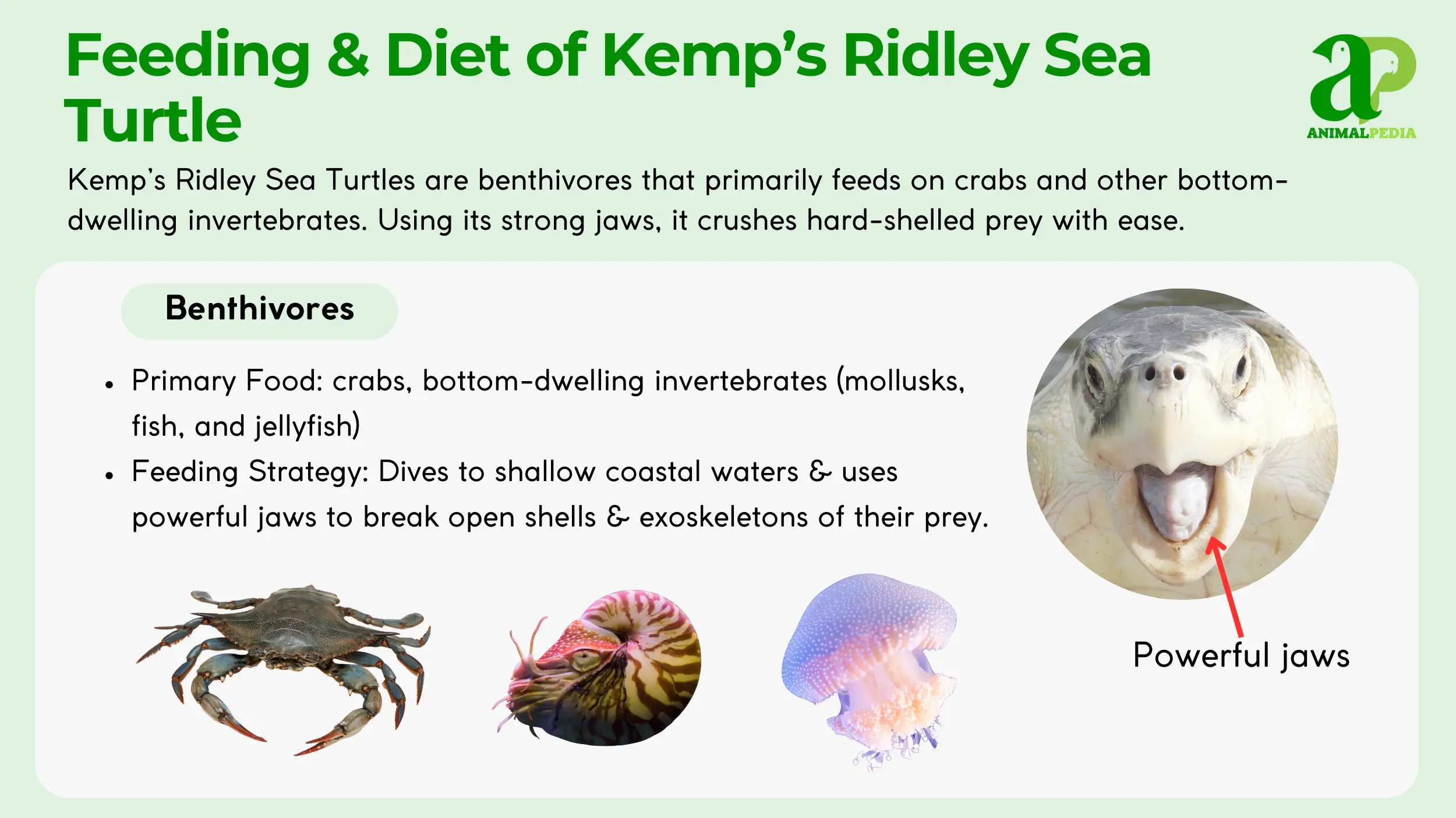 kemps ridley sea turtle feeding and diet