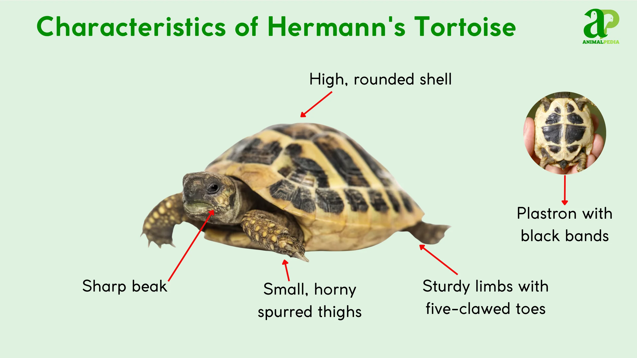 what hermann's tortoise do look like