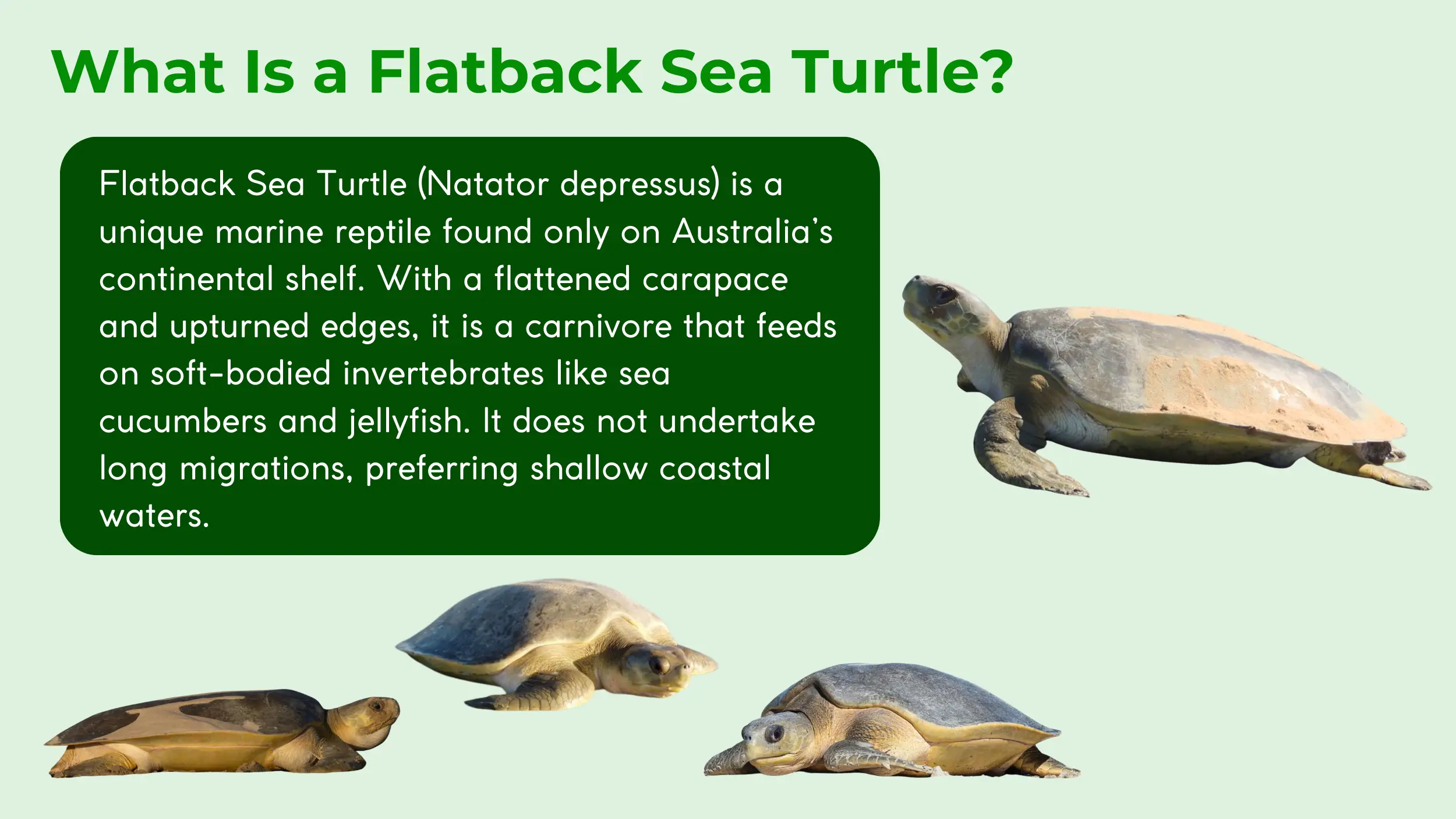 what is a flatback sea turtle