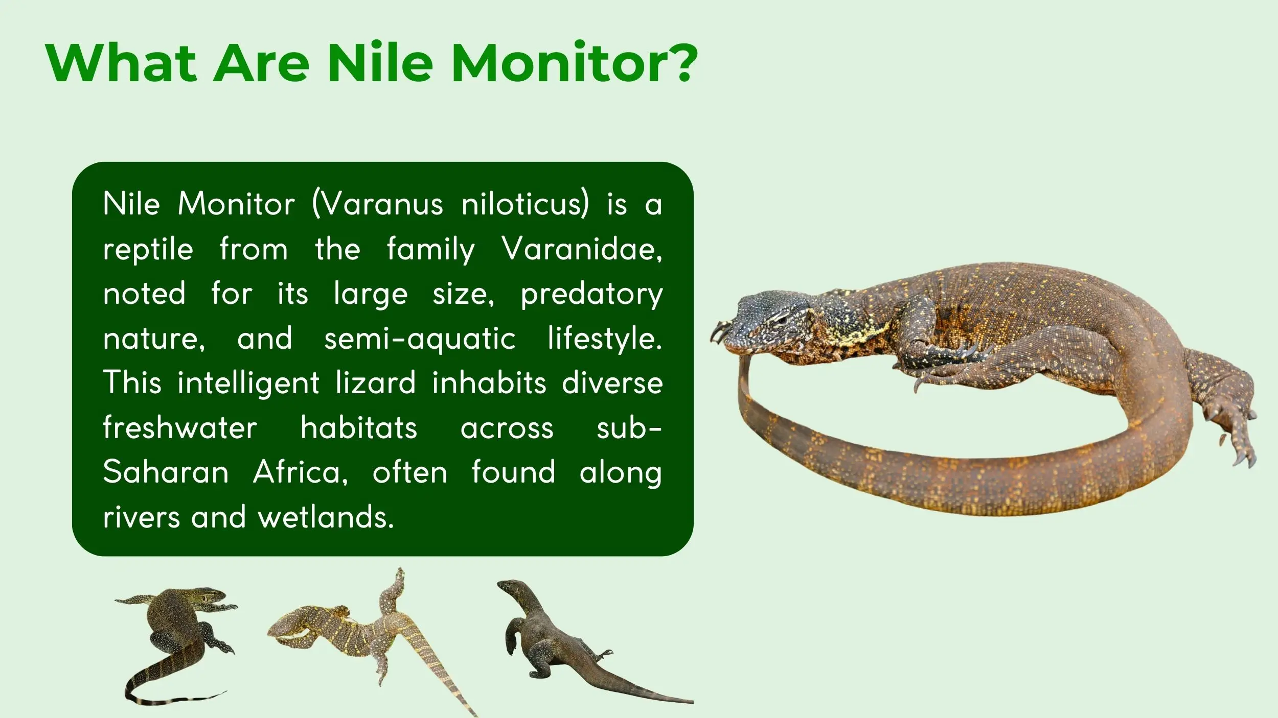 nile monitor yellow bands coloration