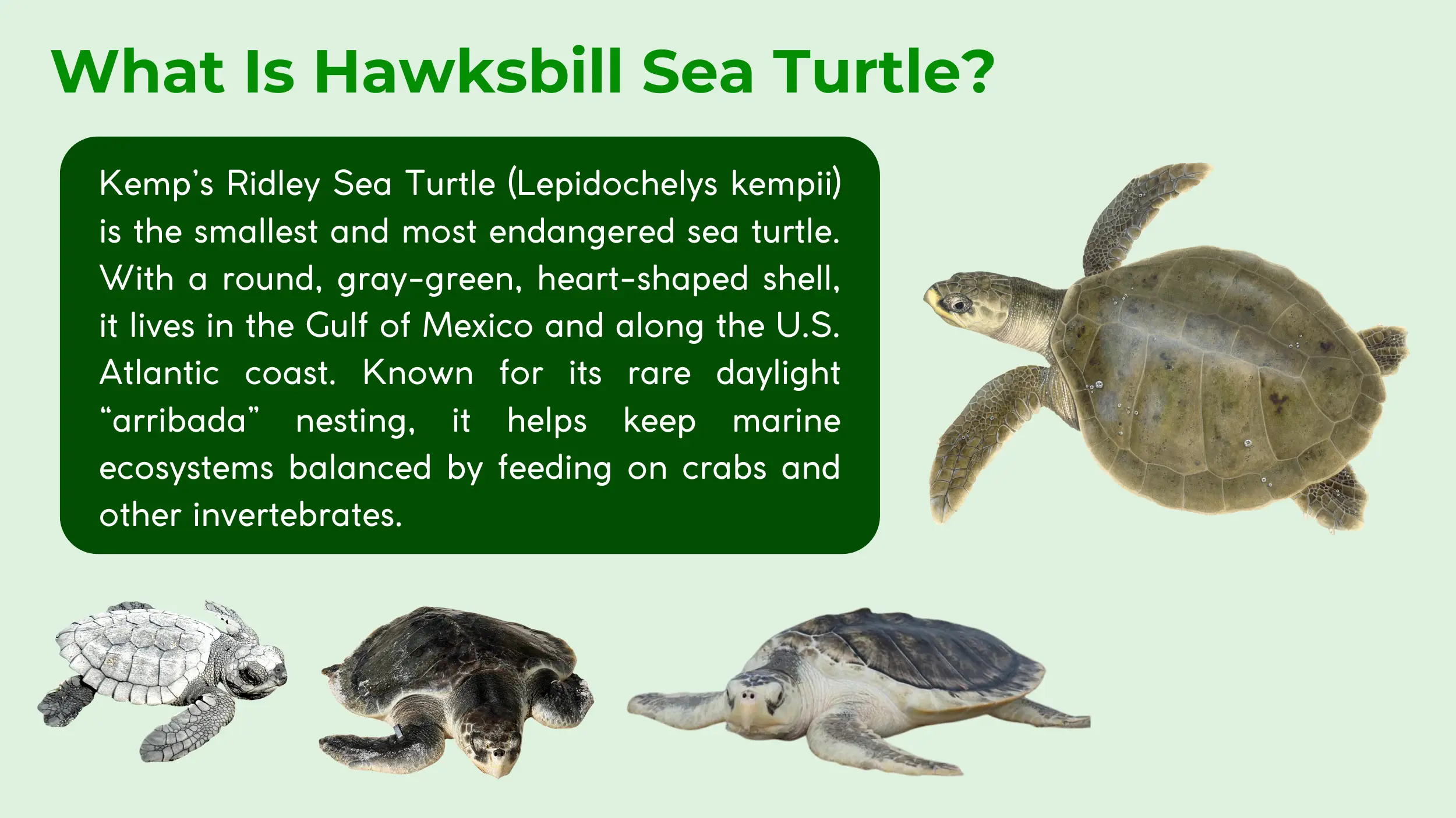 what is kemps ridley sea turtle