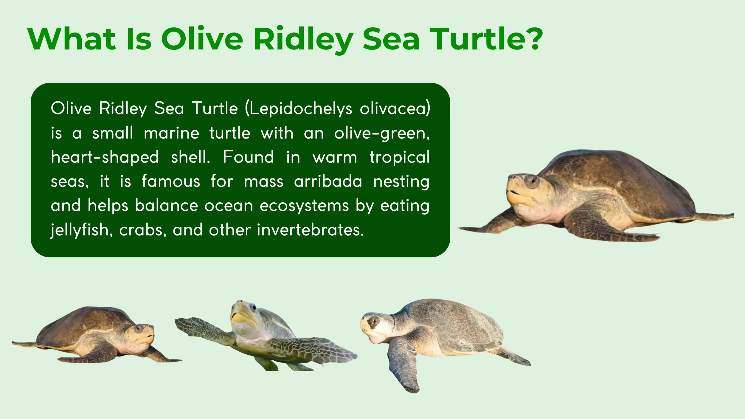 what is olive ridley sea turtle
