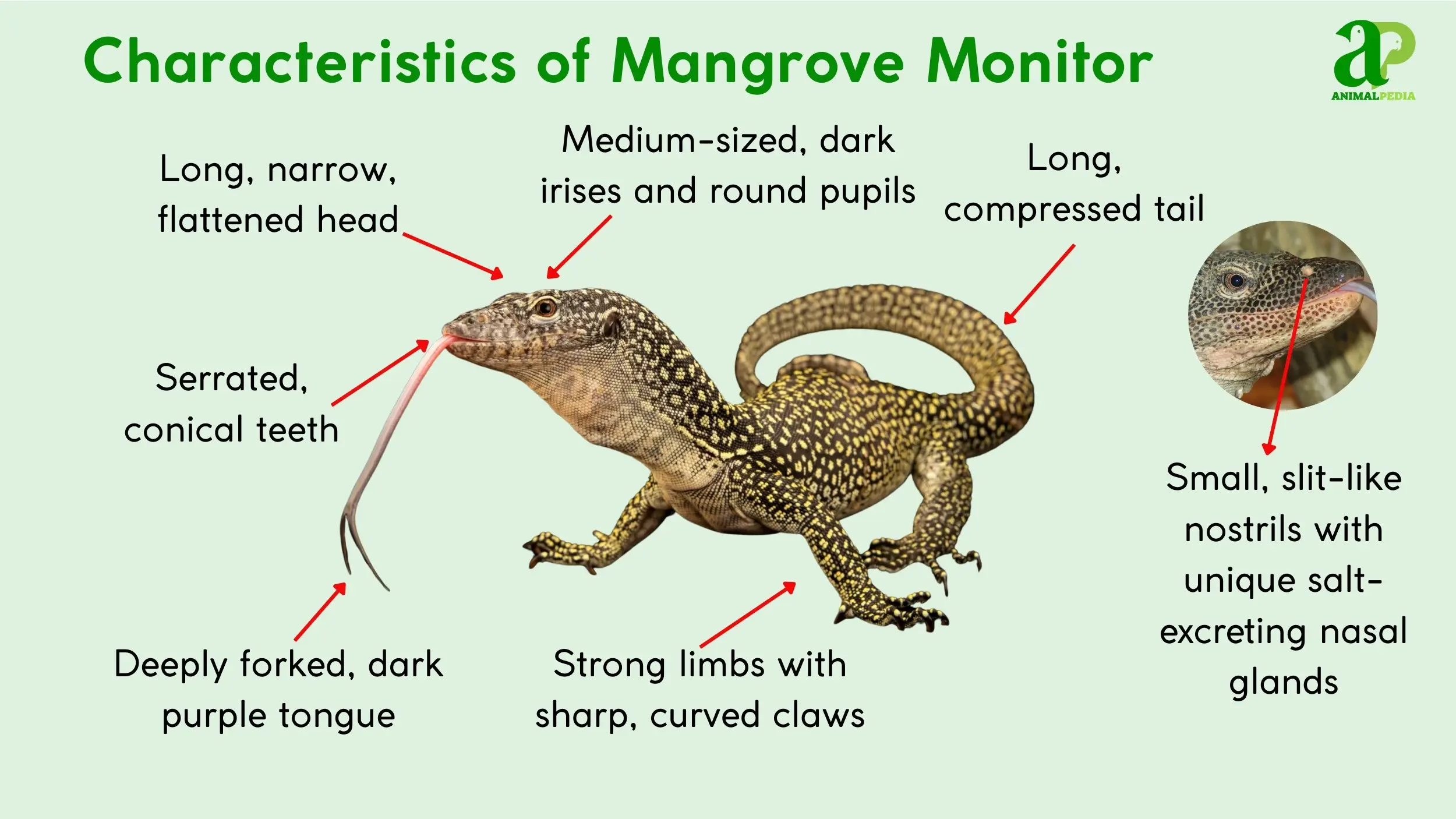 mangrove monitor characteristics