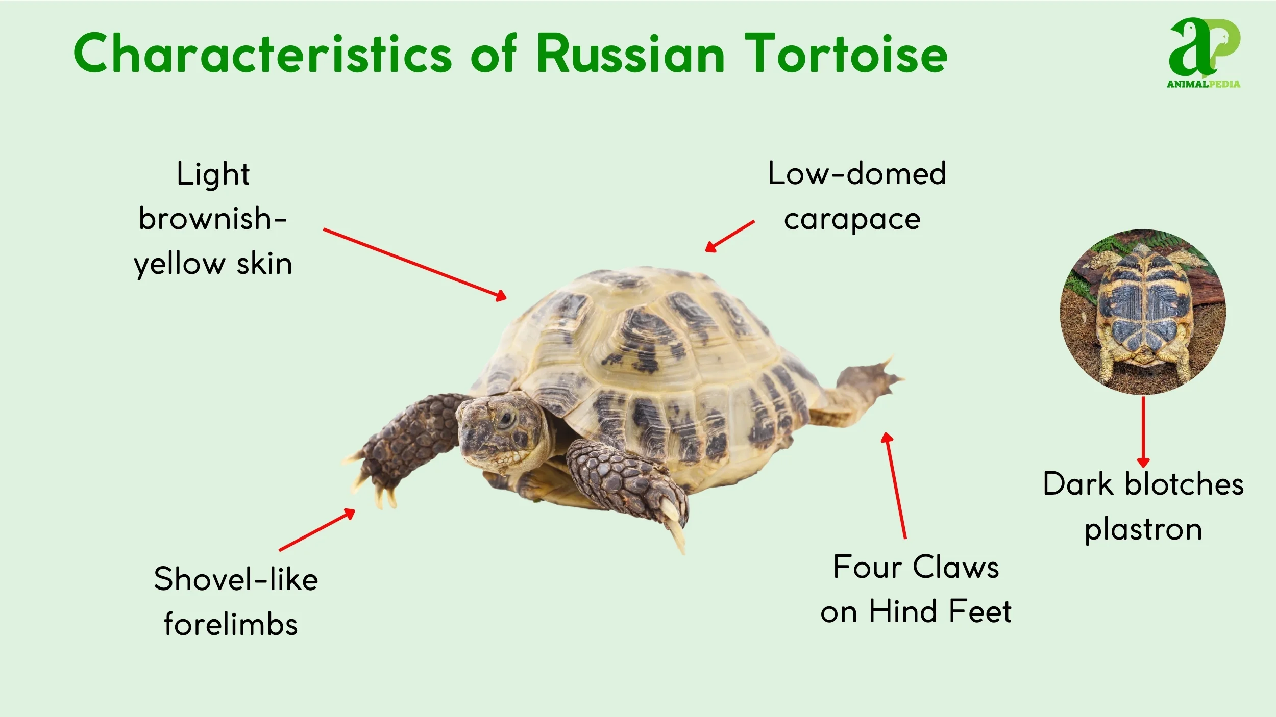what russian tortoise do look like