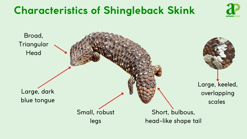 what shingleback skink do look like