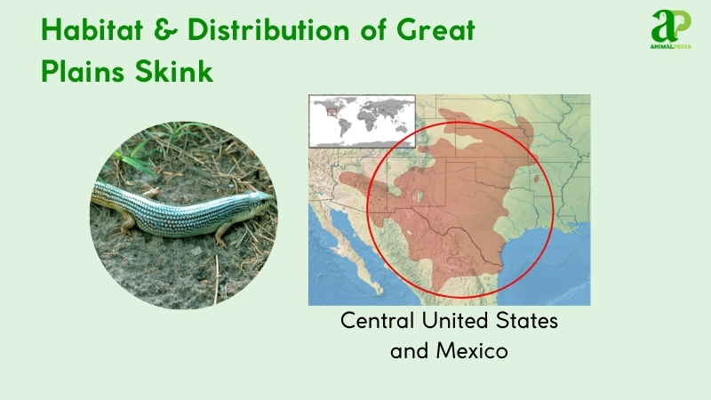 where do great plains skink live