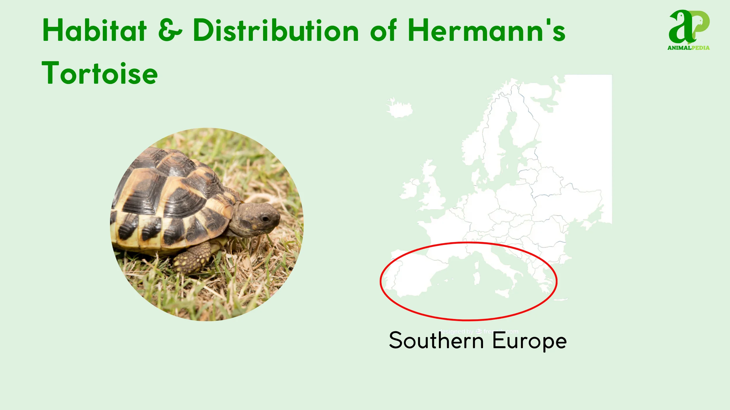 where do hermann's tortoise live