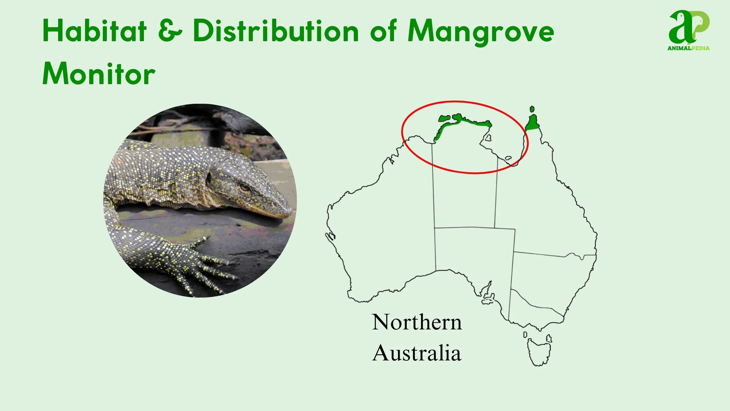 mangrove monitor habitat