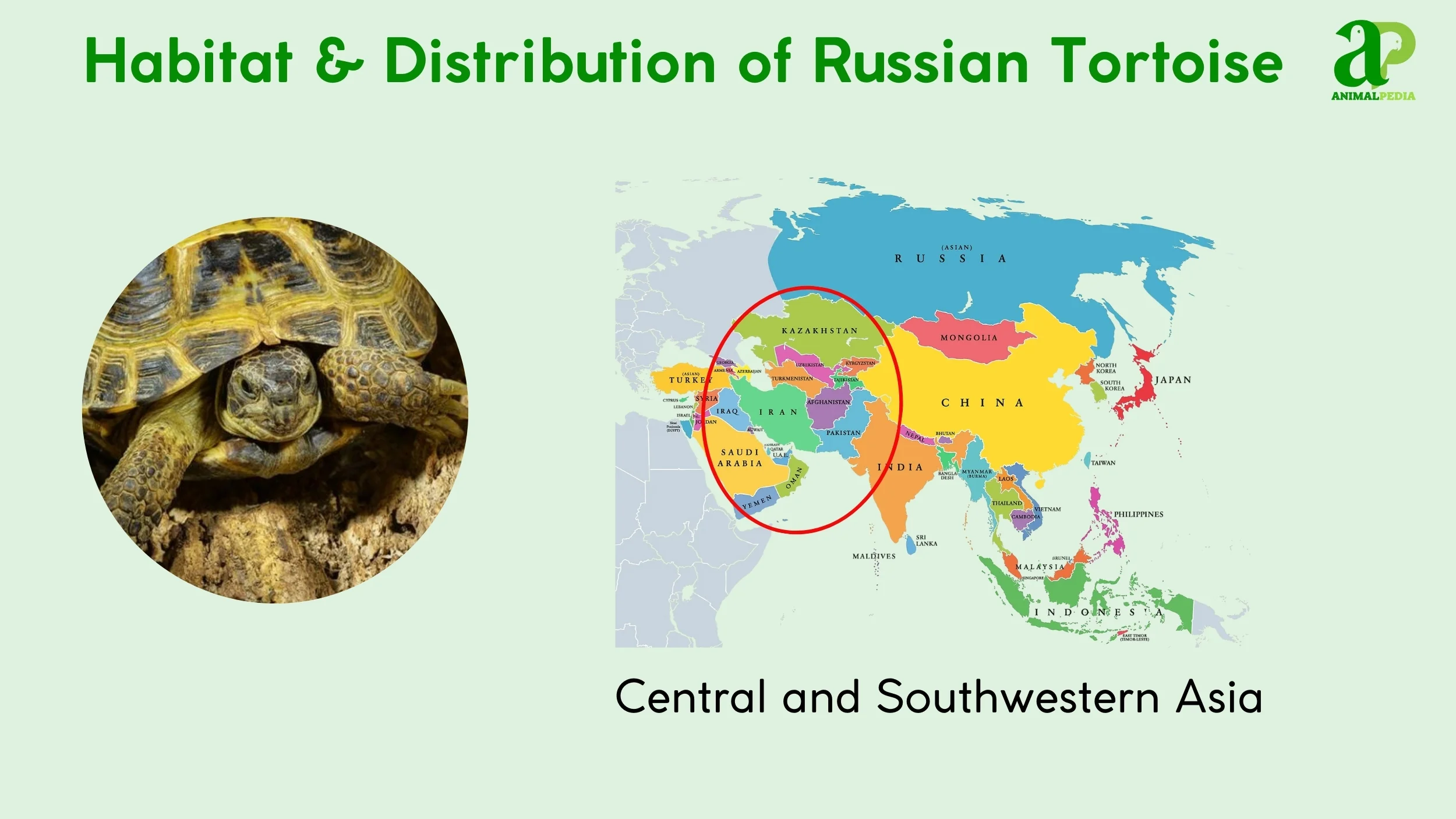 where do russian tortoise live