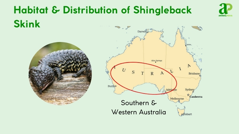 where do shingleback skink live