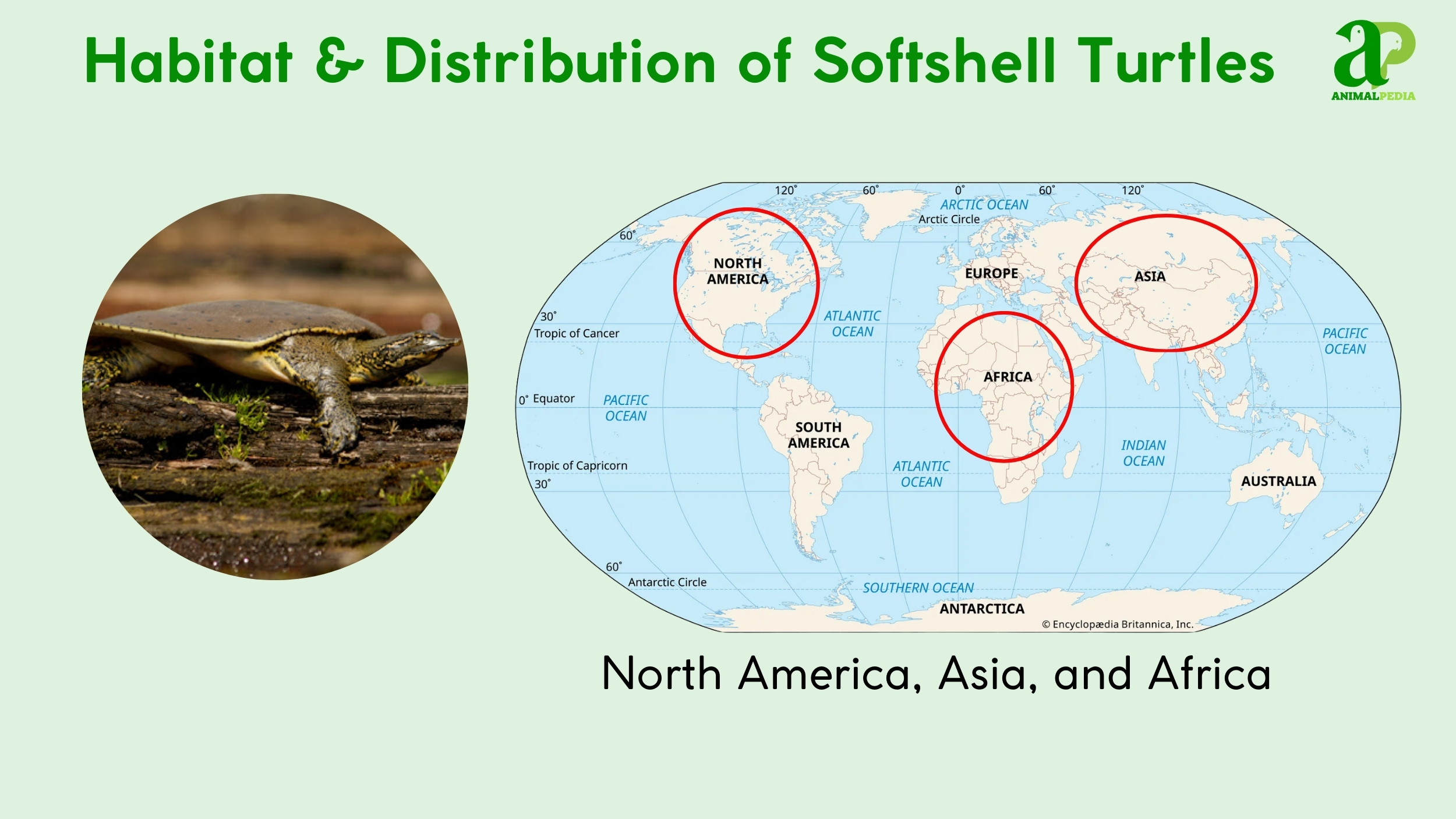where do softshell turtles live