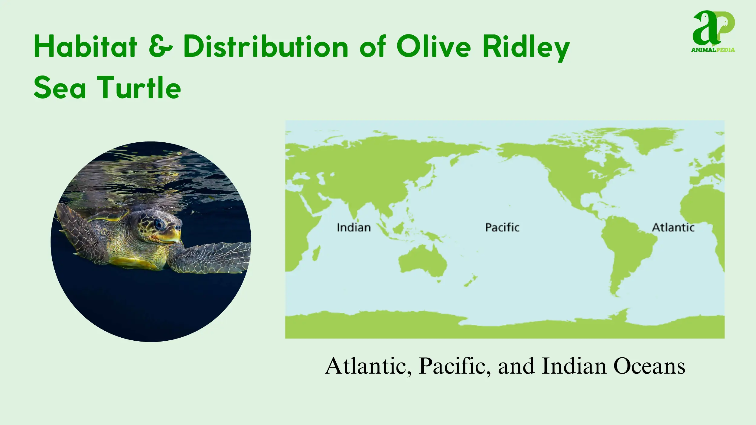 olive ridley sea turtle habitat