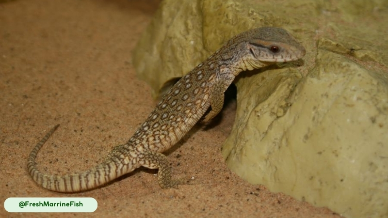 young savannah monitors in cricket burrows