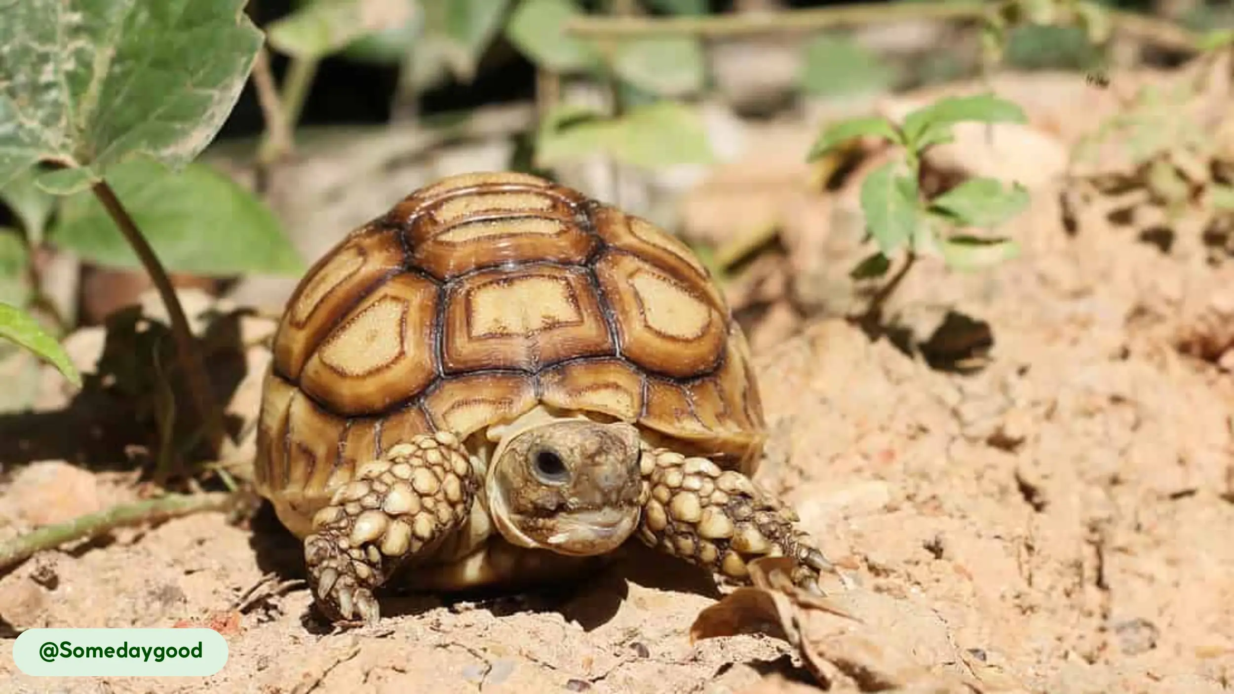 A young Sulcata Tortoise with a beautiful, patterned, high-domed shell is standing on dry, sandy soil