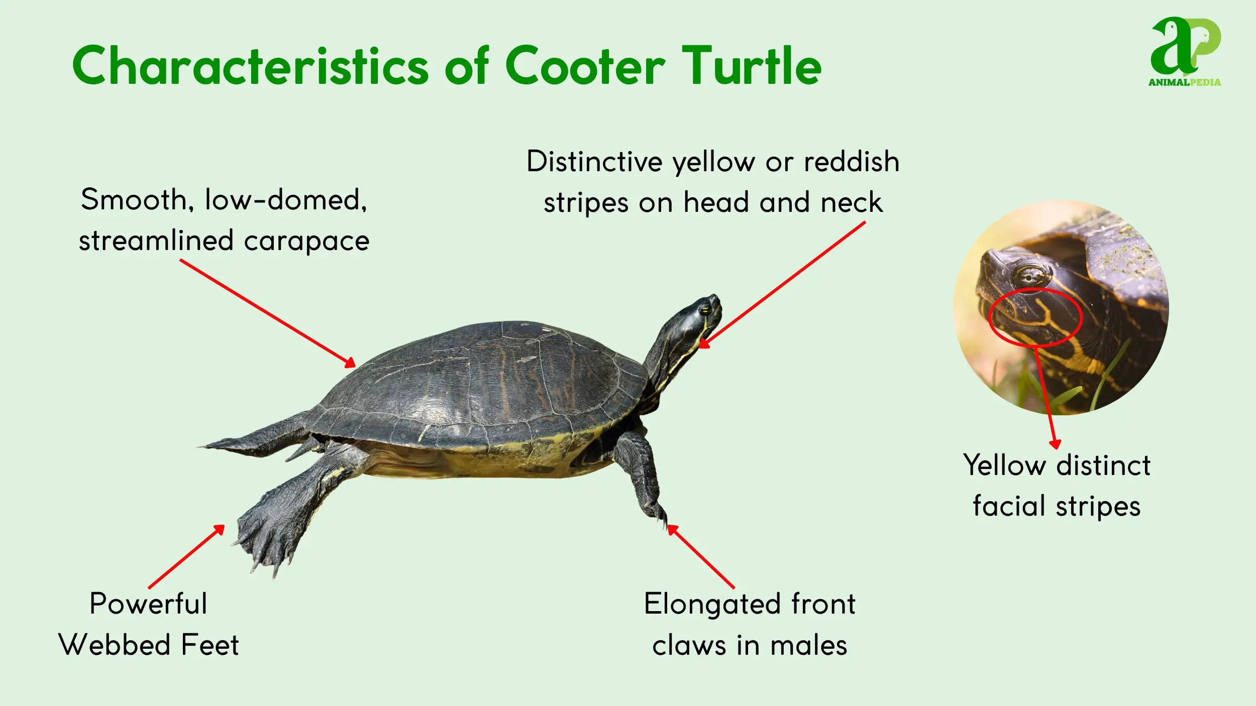 cooter turtle characteristics
