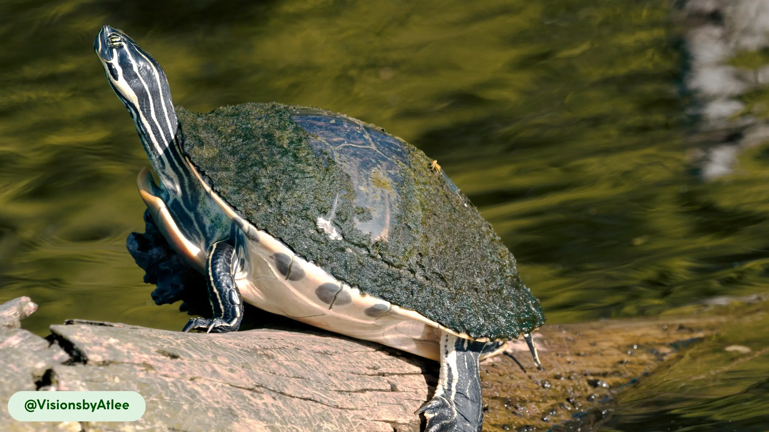 Cooter Turtle a keen sense of smell