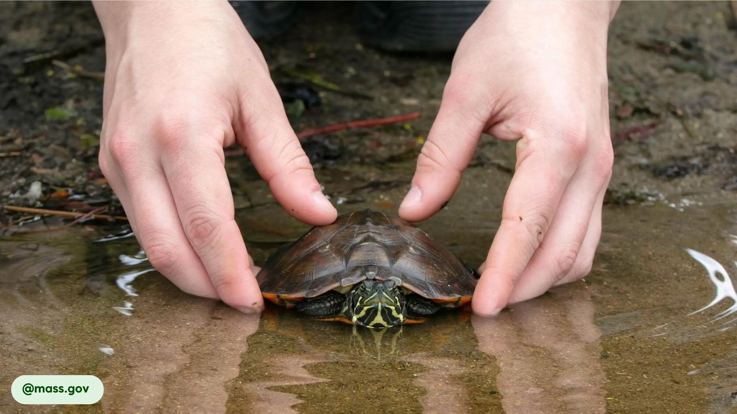 cooter turtle are beneficial humans