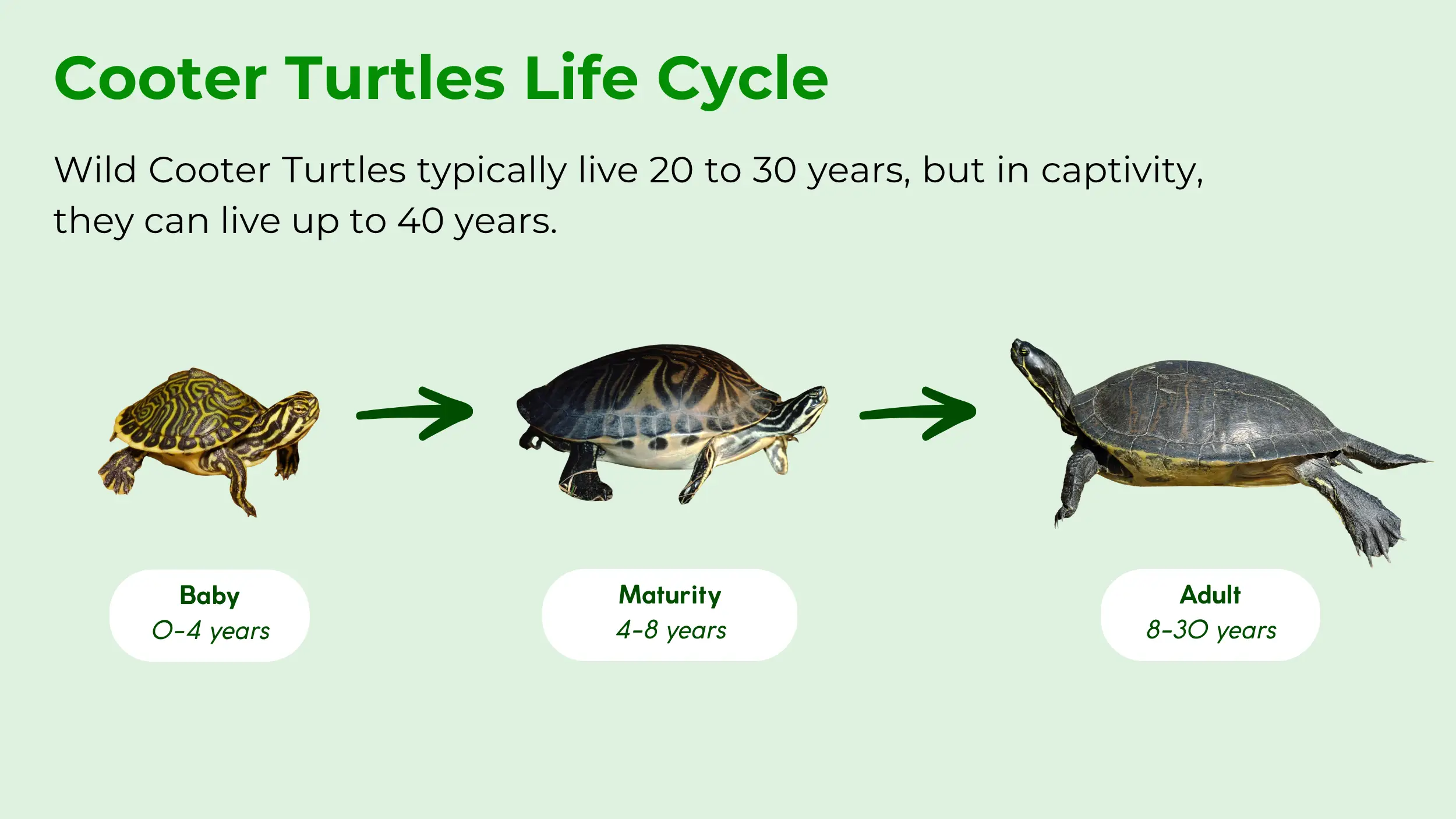 cooter turtle life cycle