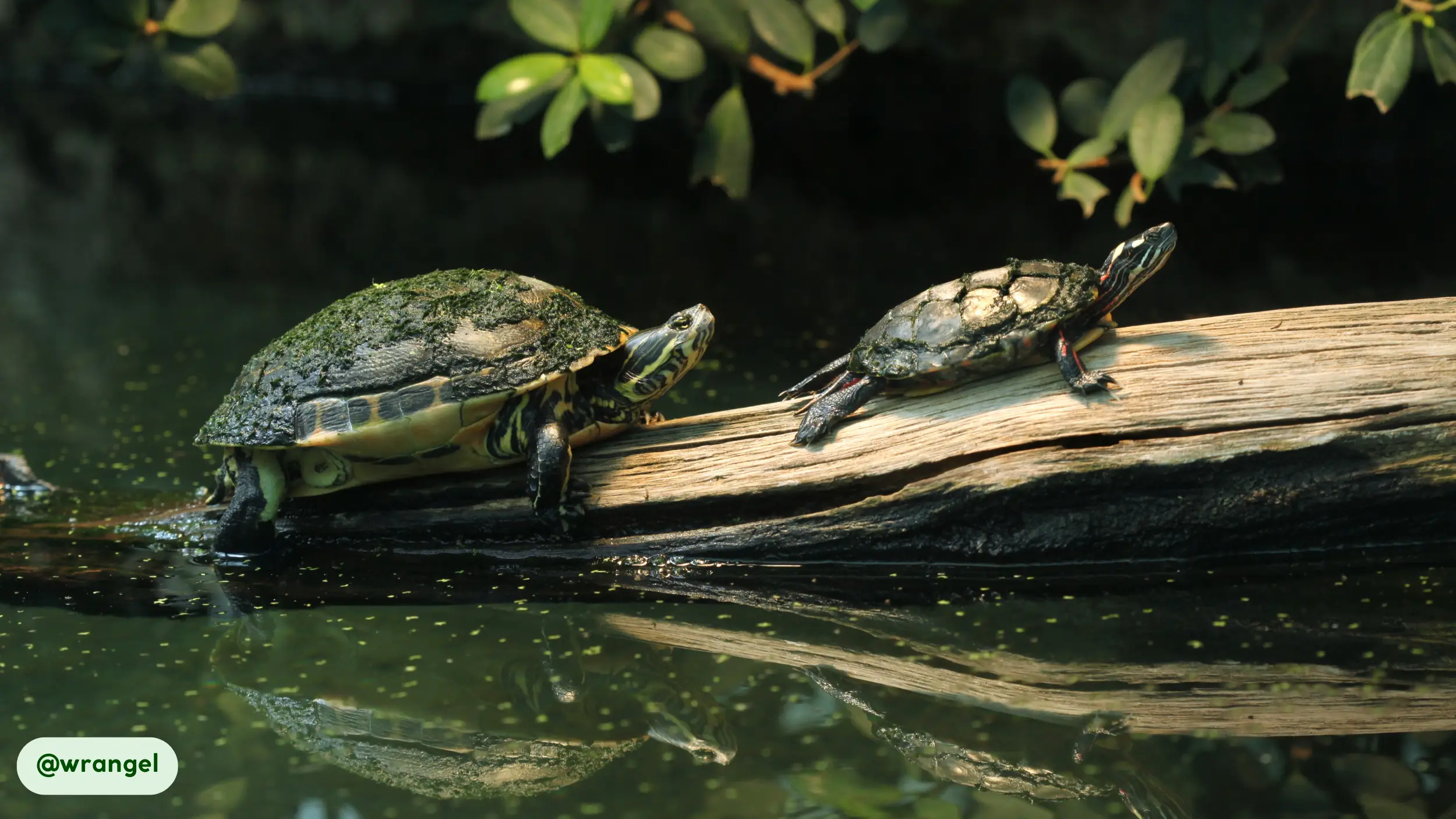 Cooter Turtle shared basking spots