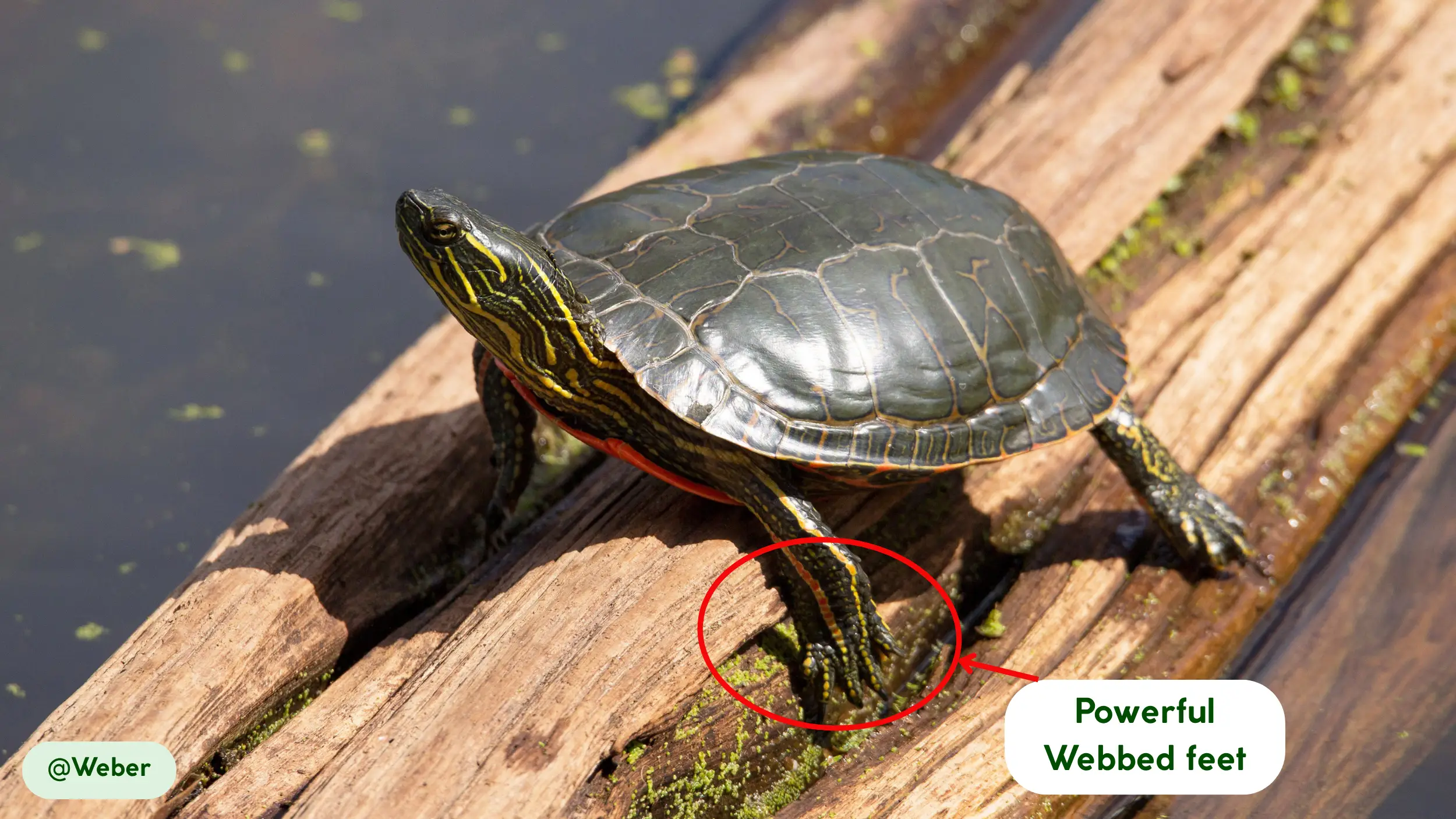 cooter turtle webbed feet