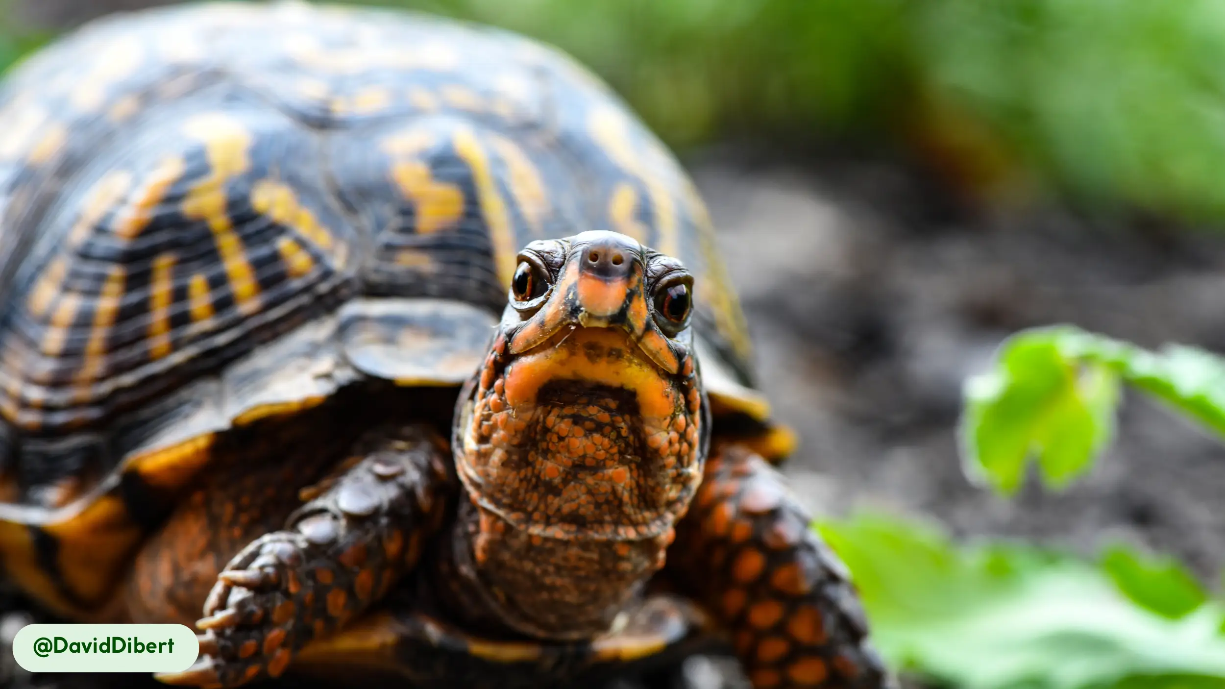 cooter turtles active during the daytime