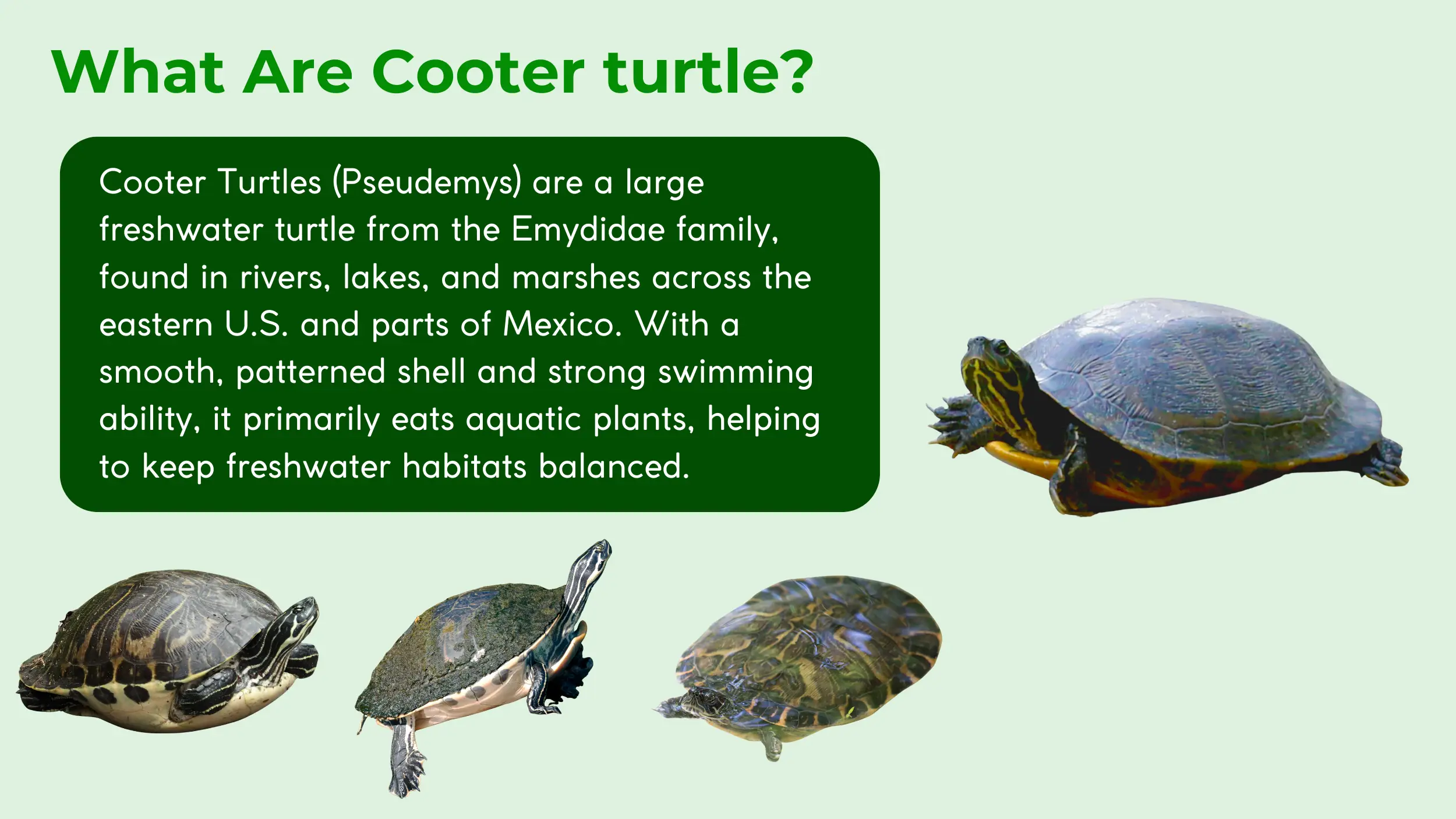 cooter turtles speices description