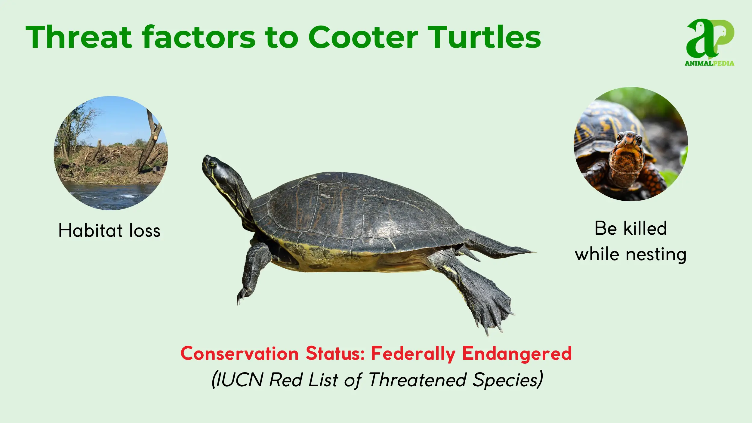cooter turtles status conservation federally endangered