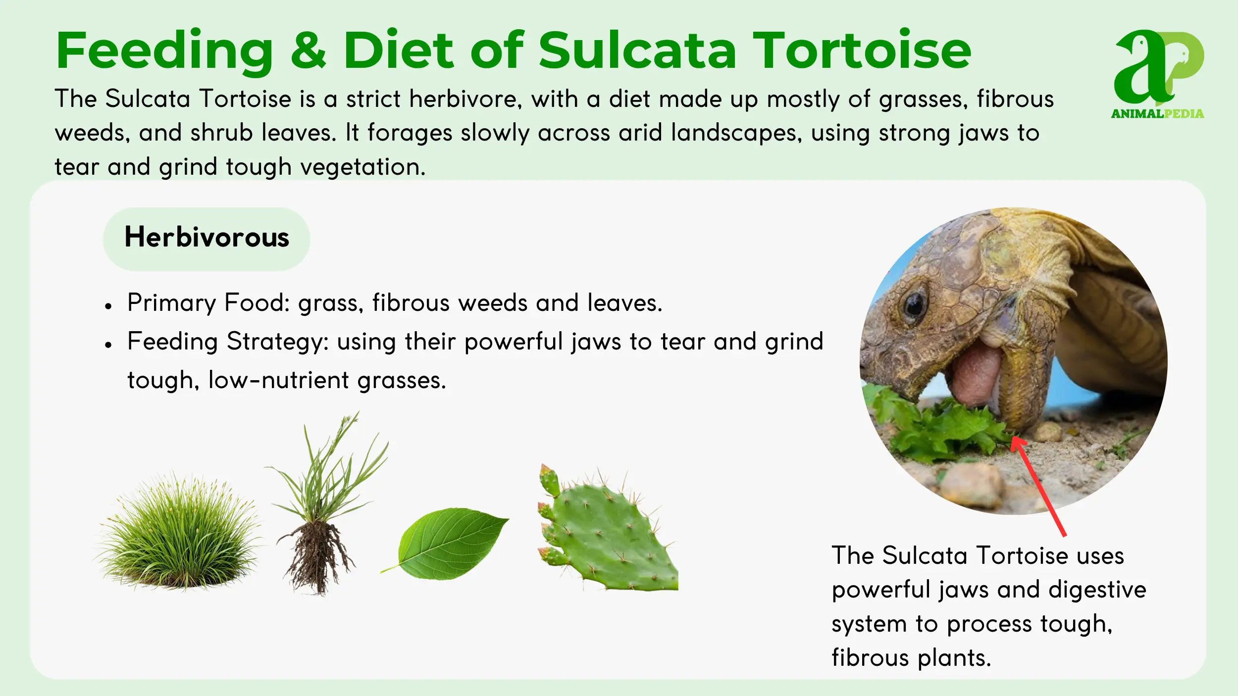 sulcata tortoise diet and feeding
