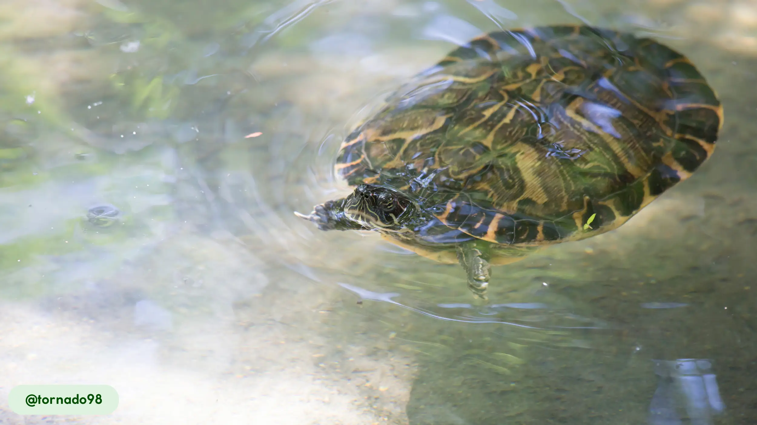 Exceptional Swimmers Cooter Turtles