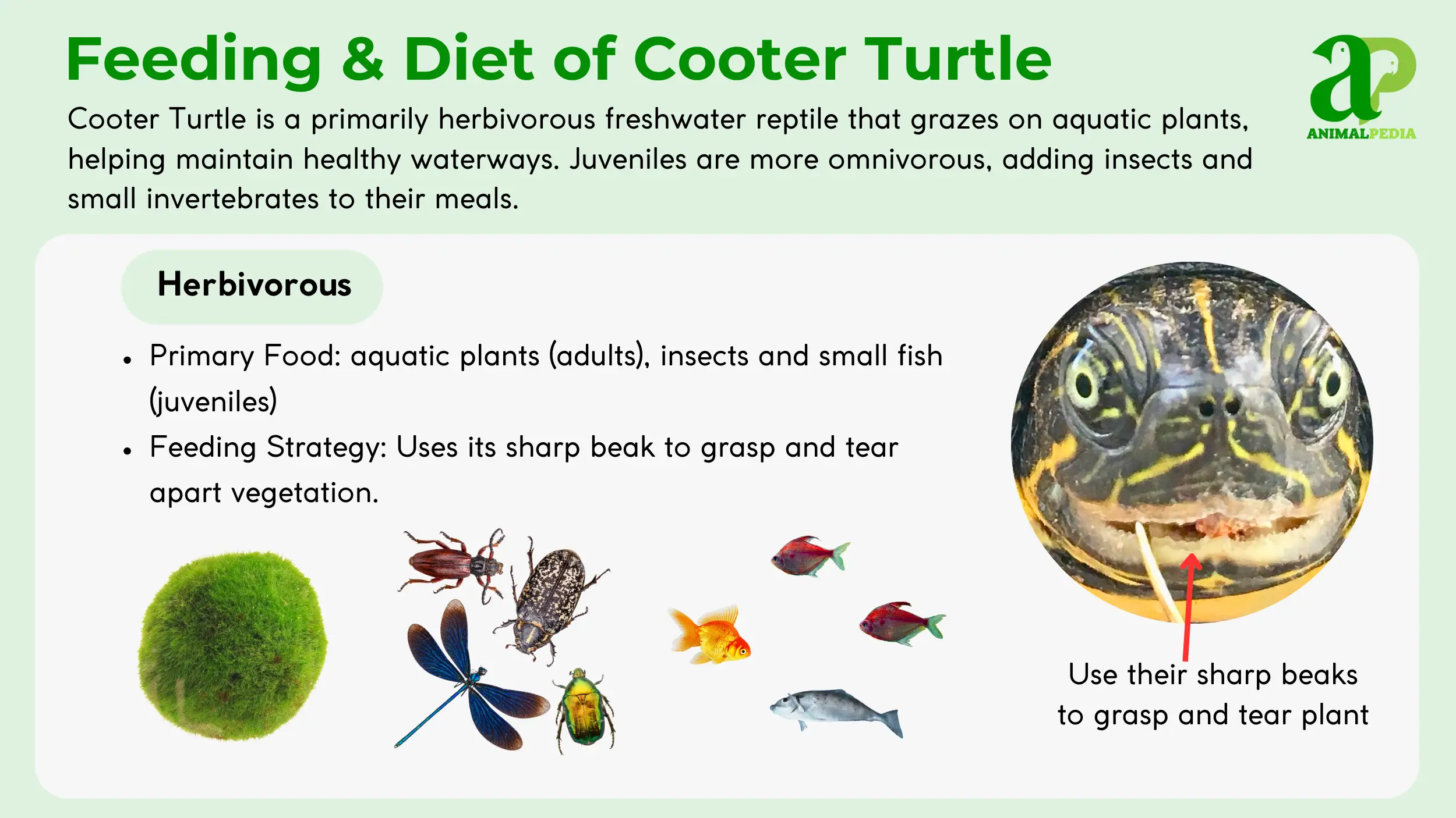 cooter turtle feeding and diet