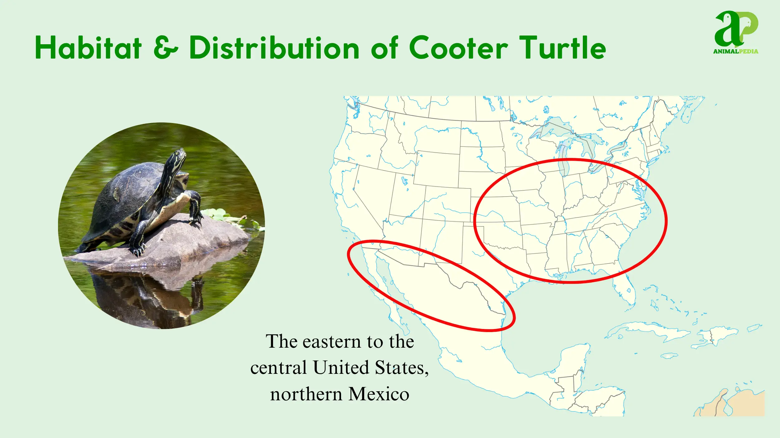cooter turtle habitat distribution