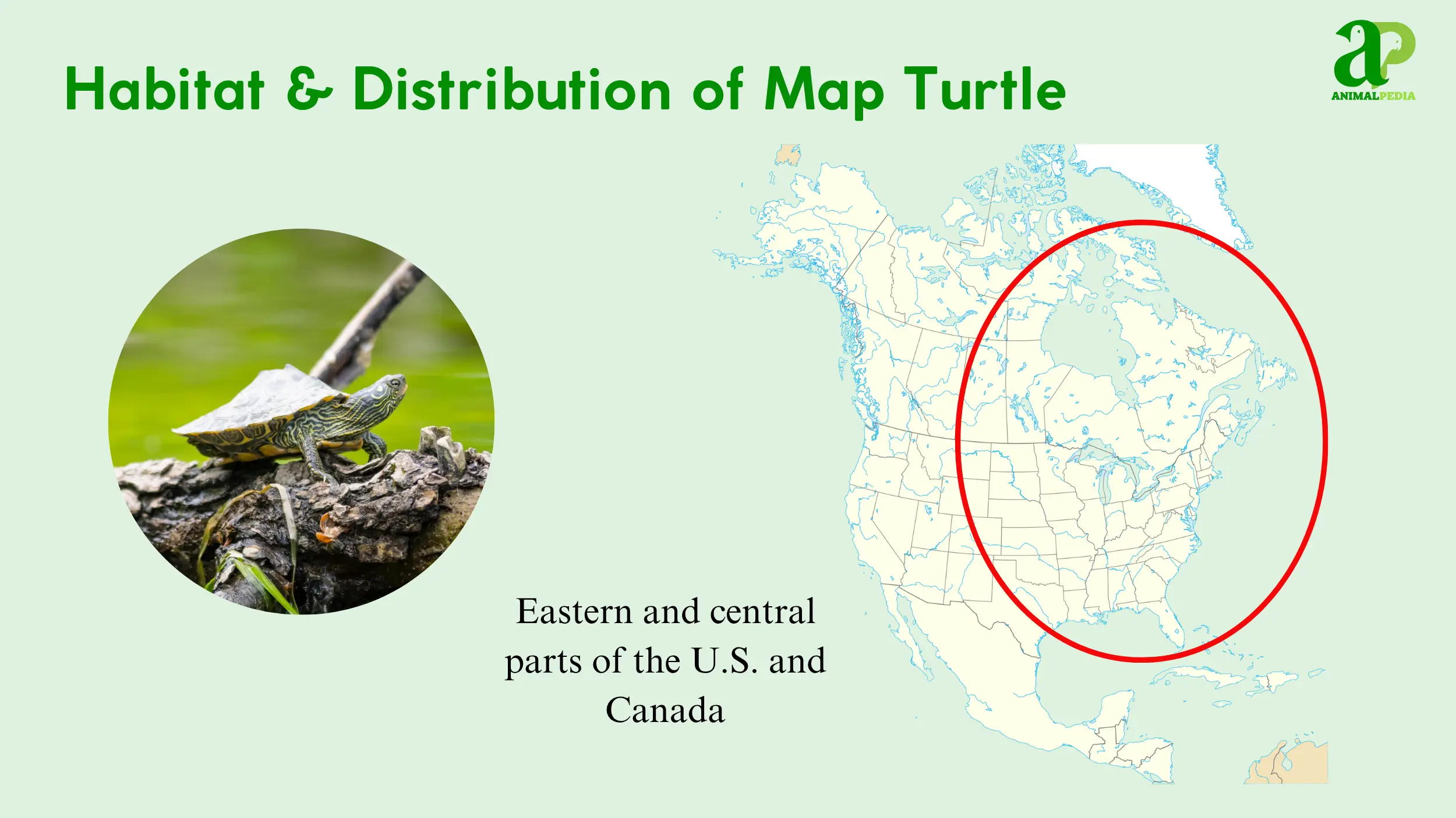 map turtles habitat and distribution