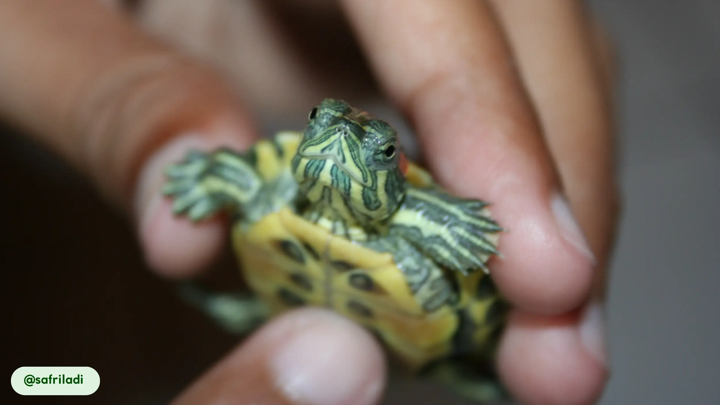 red-eared slider can be harmful to humans