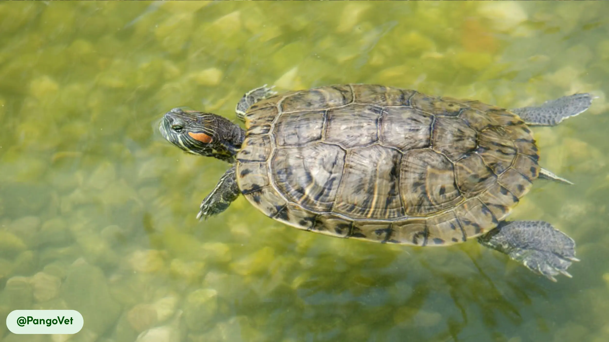 Red-Eared Slider can breathe through their cloaca