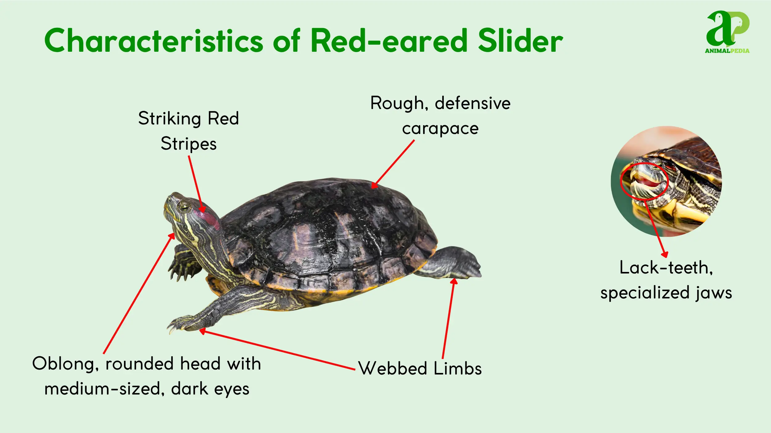 red eared slider characteristics