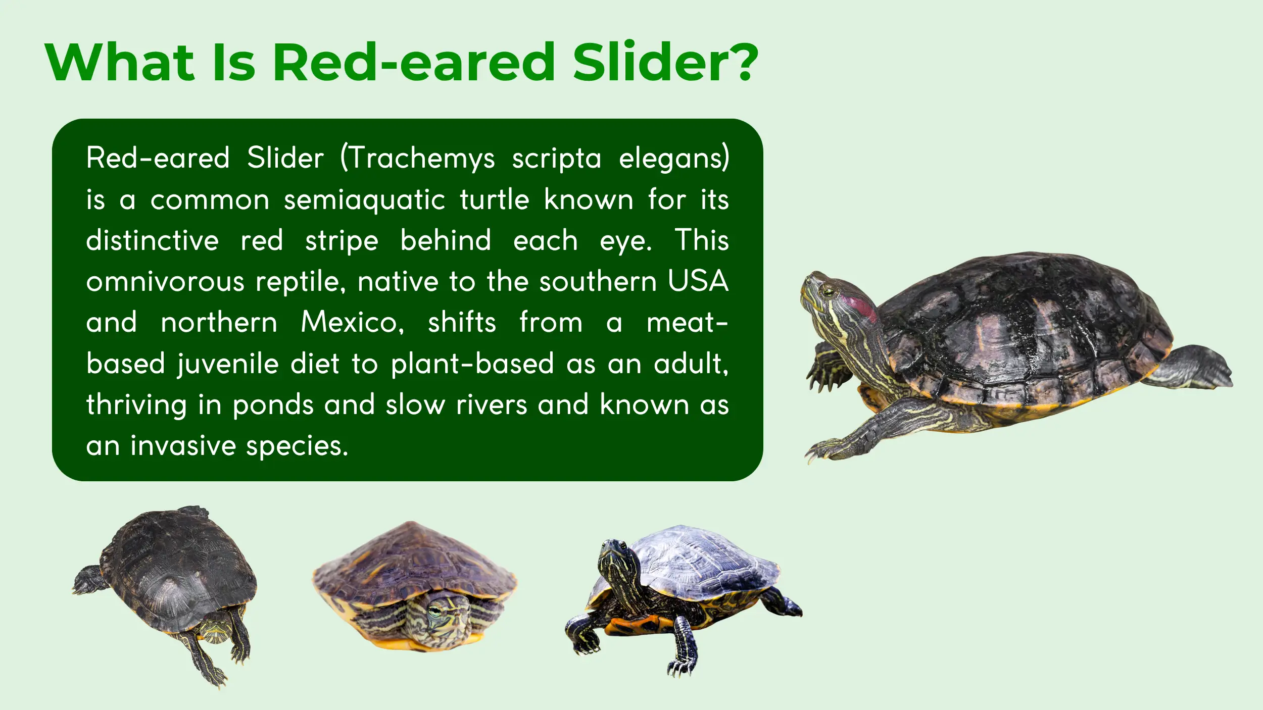 red eared slider description