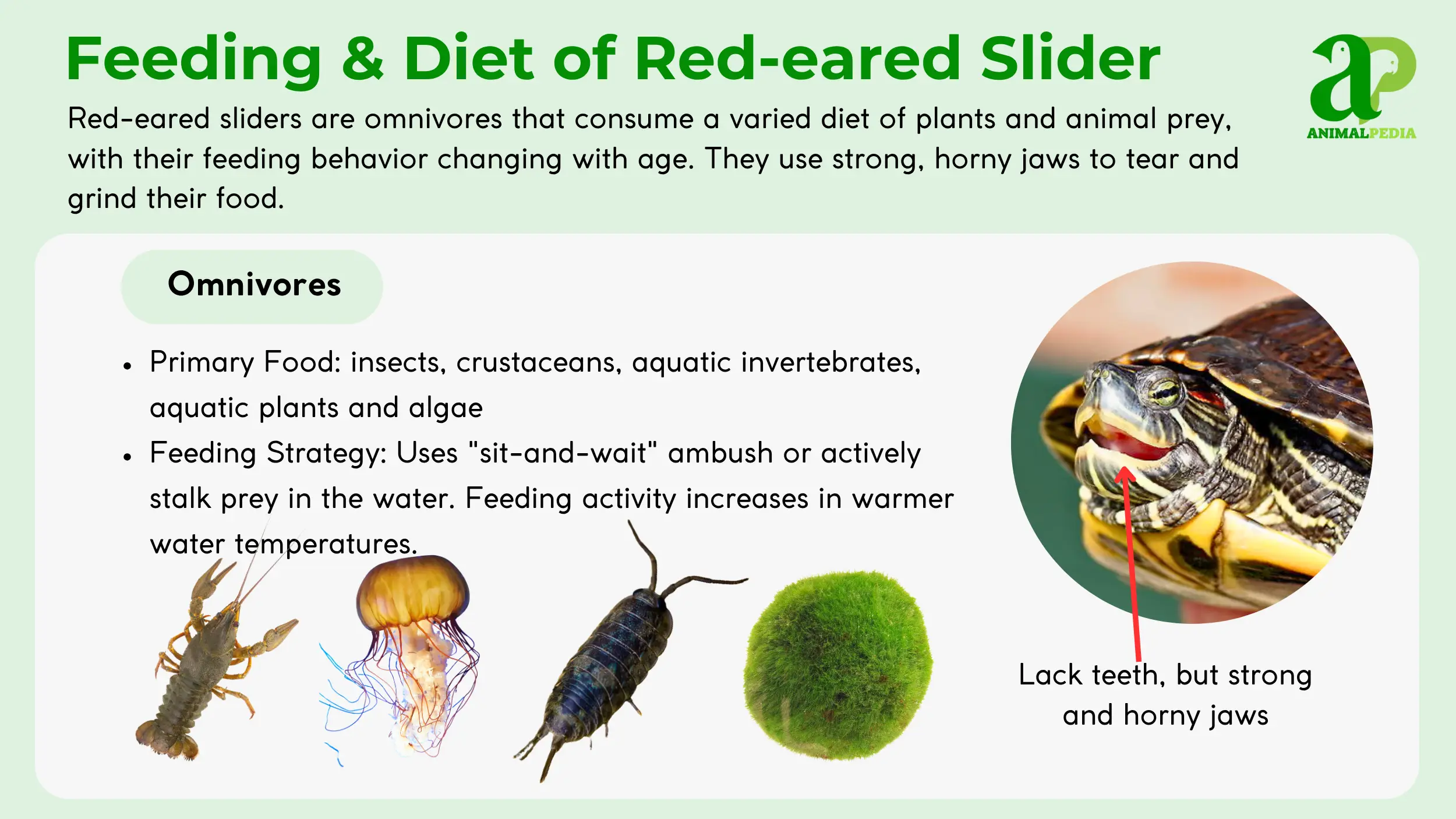 red-eared slider feeding and diet