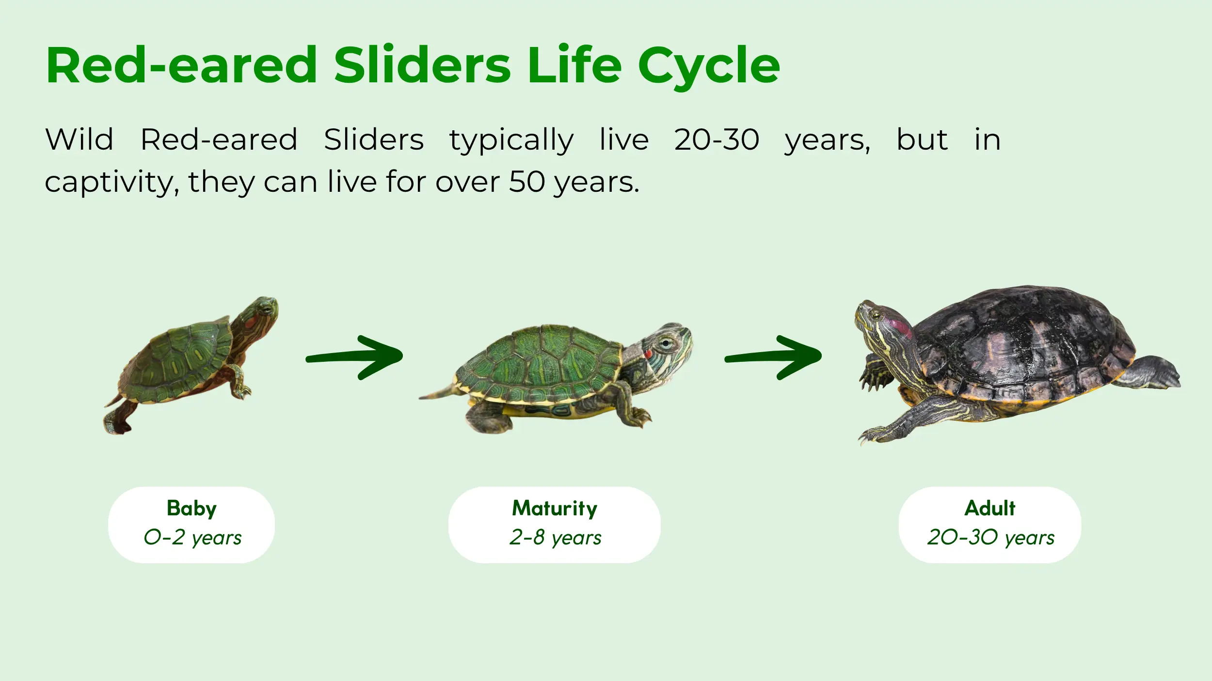 red-eared slider life cycle