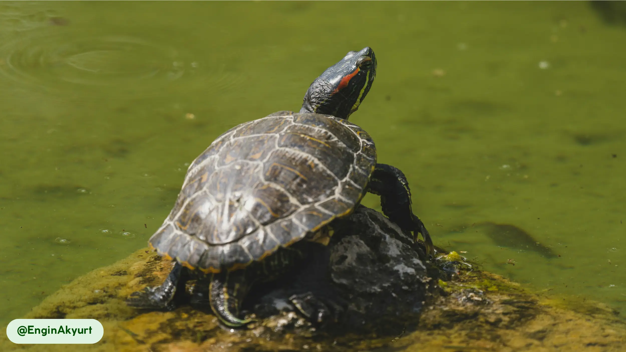 red-eared-slider most active during the day