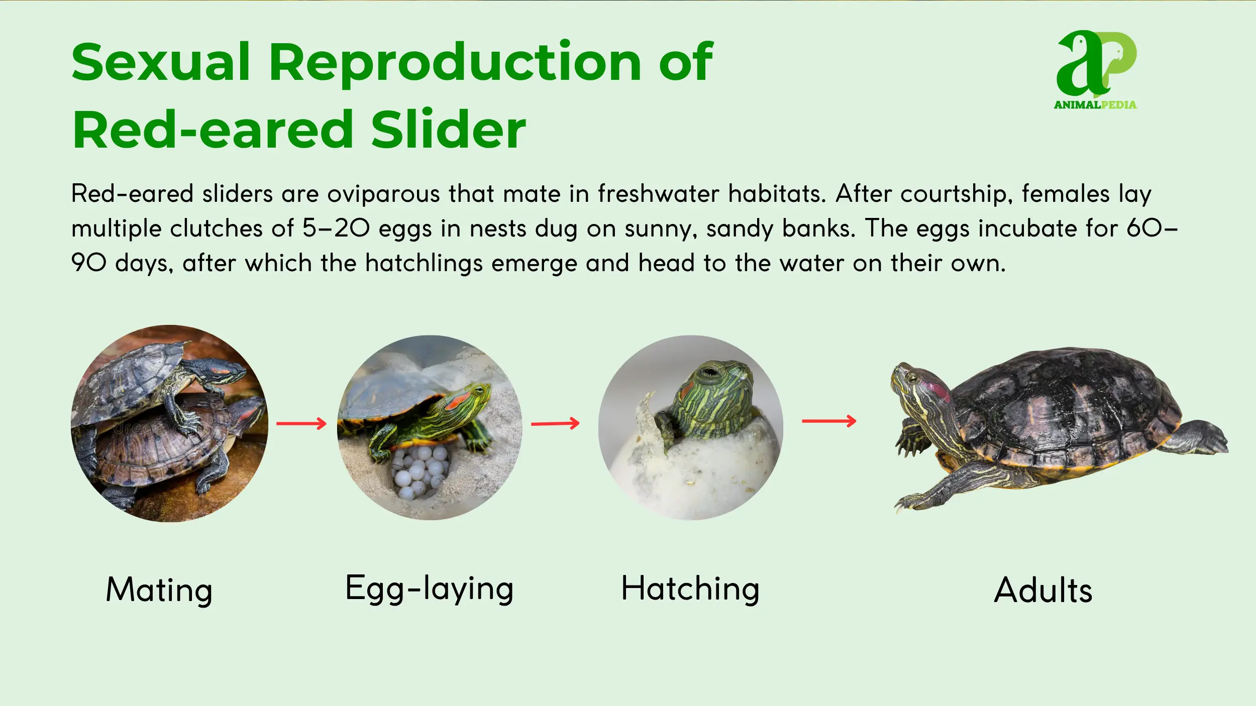 red-eared slider reproduction