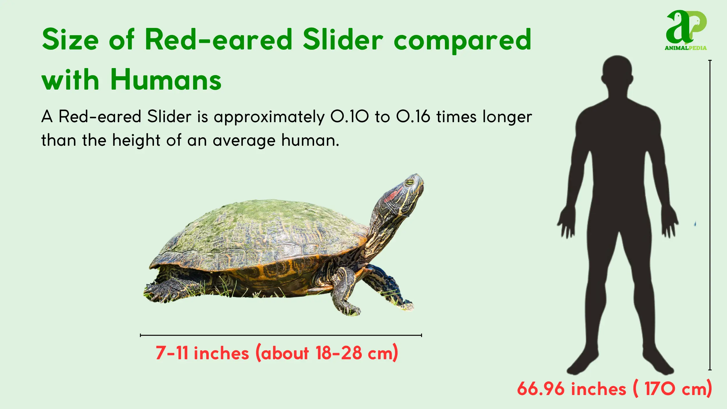 red-eared slider size measurement