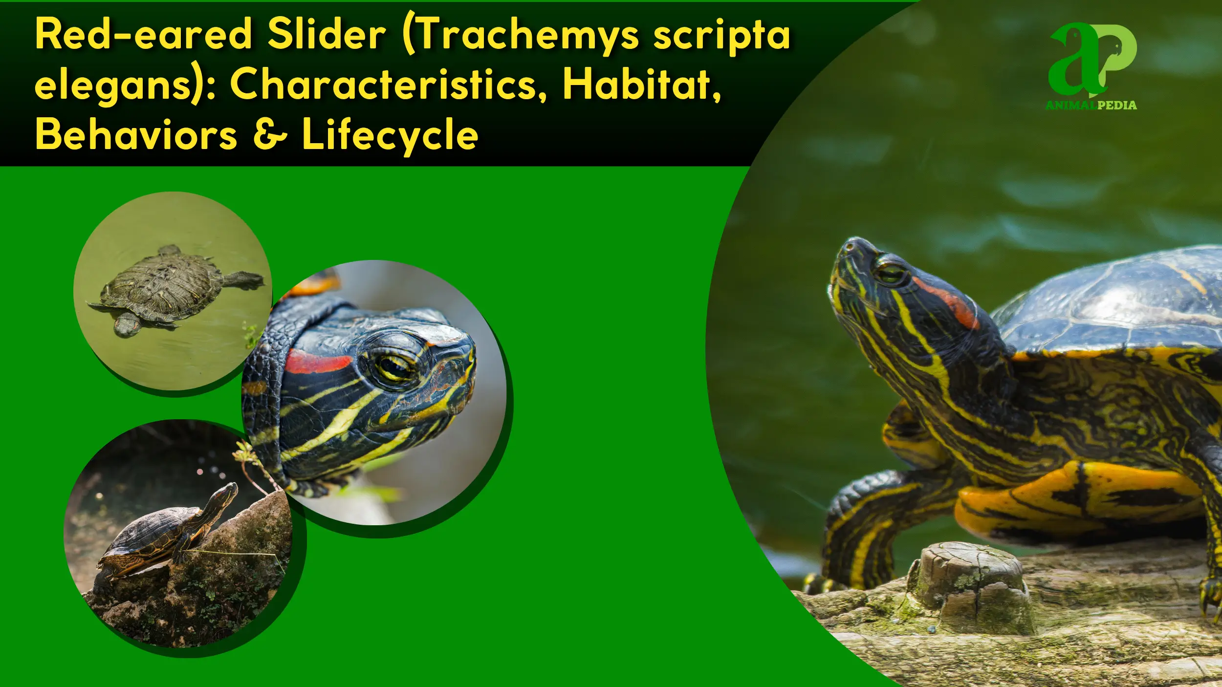 Red-eared Slider (Trachemys scripta elegans): Characteristics, Habitat, Behaviors & Lifecycle