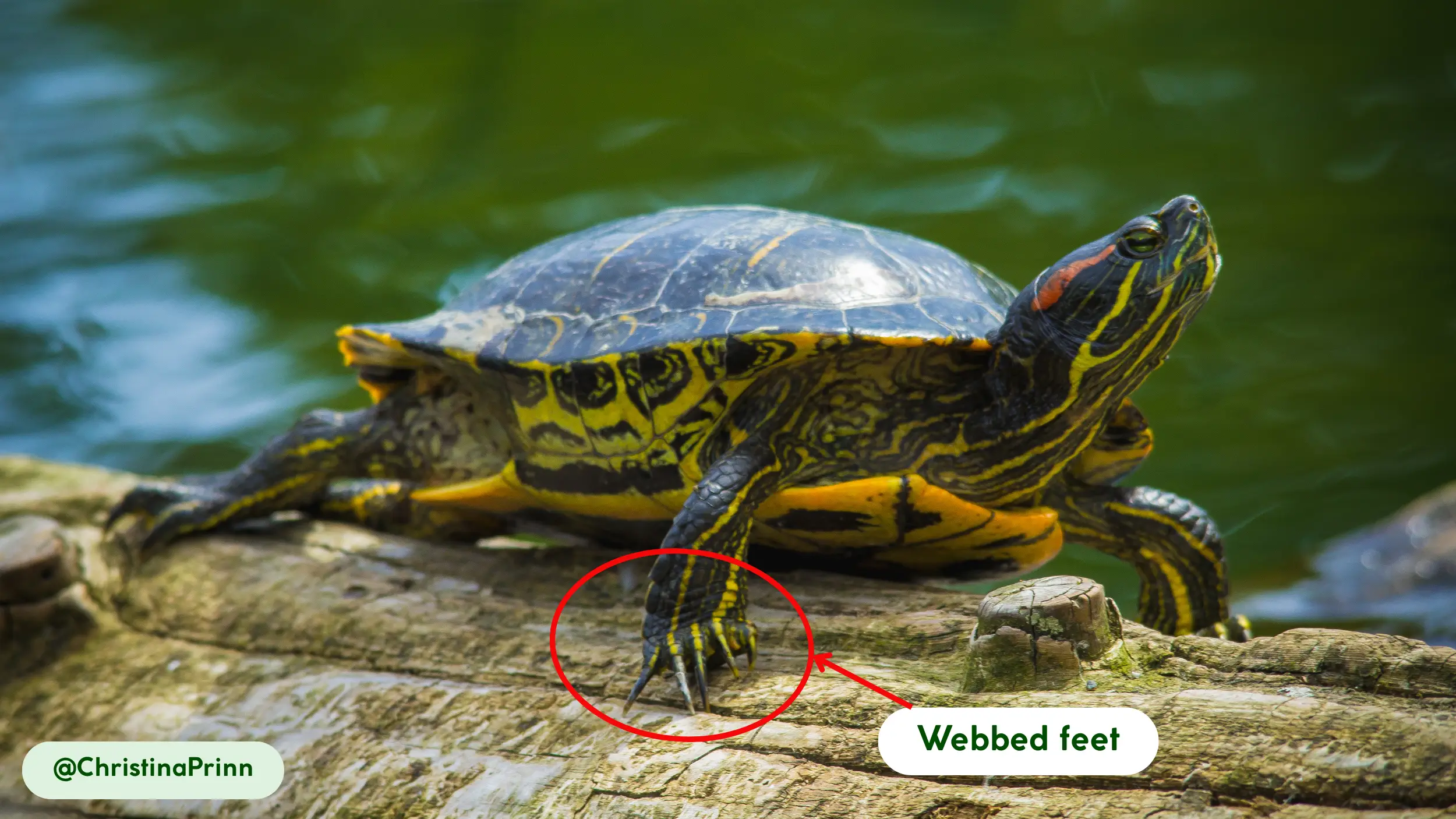 red-eared slider webbed feet