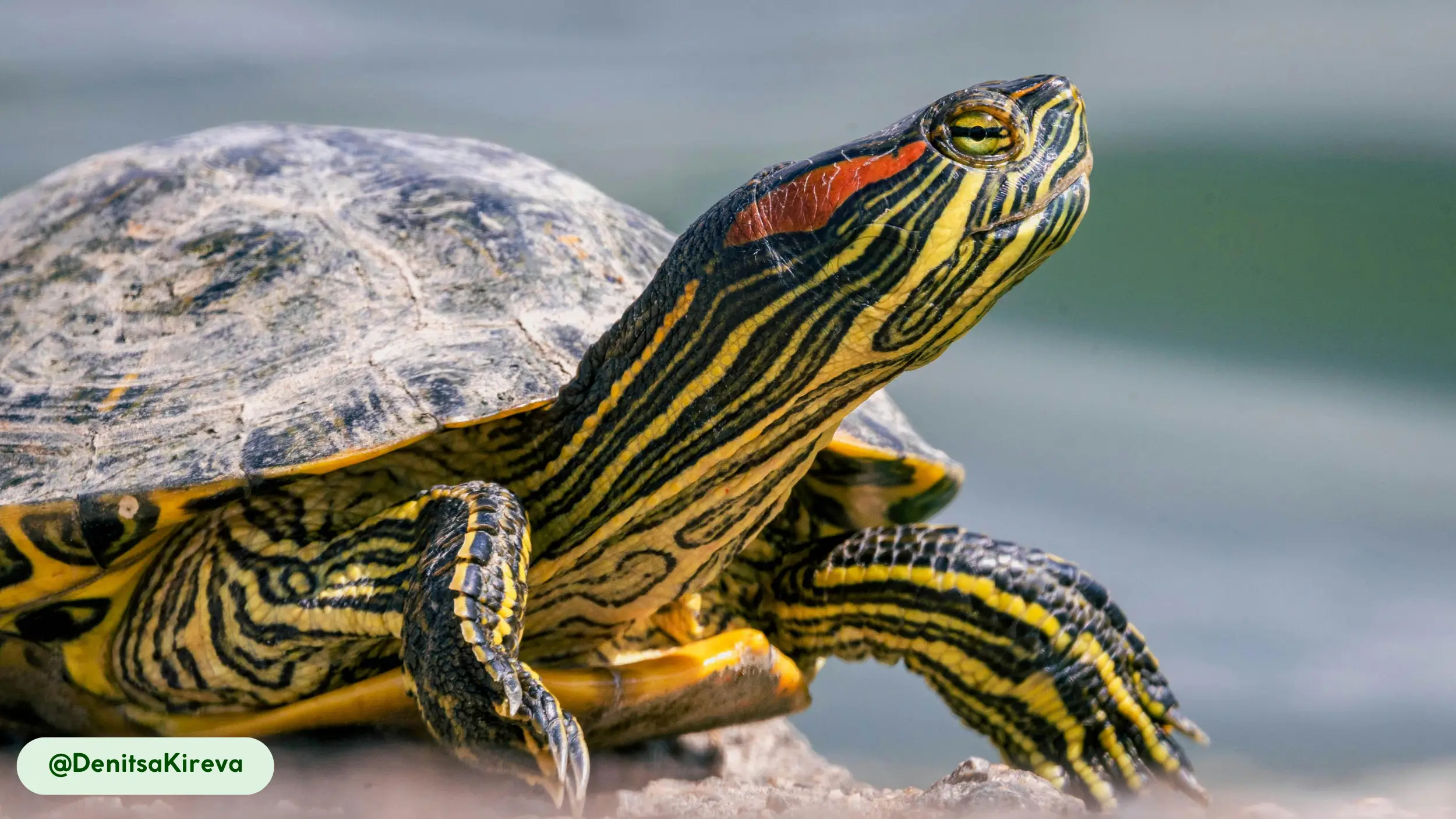 Red-Eared Sliders are a long lived reptile