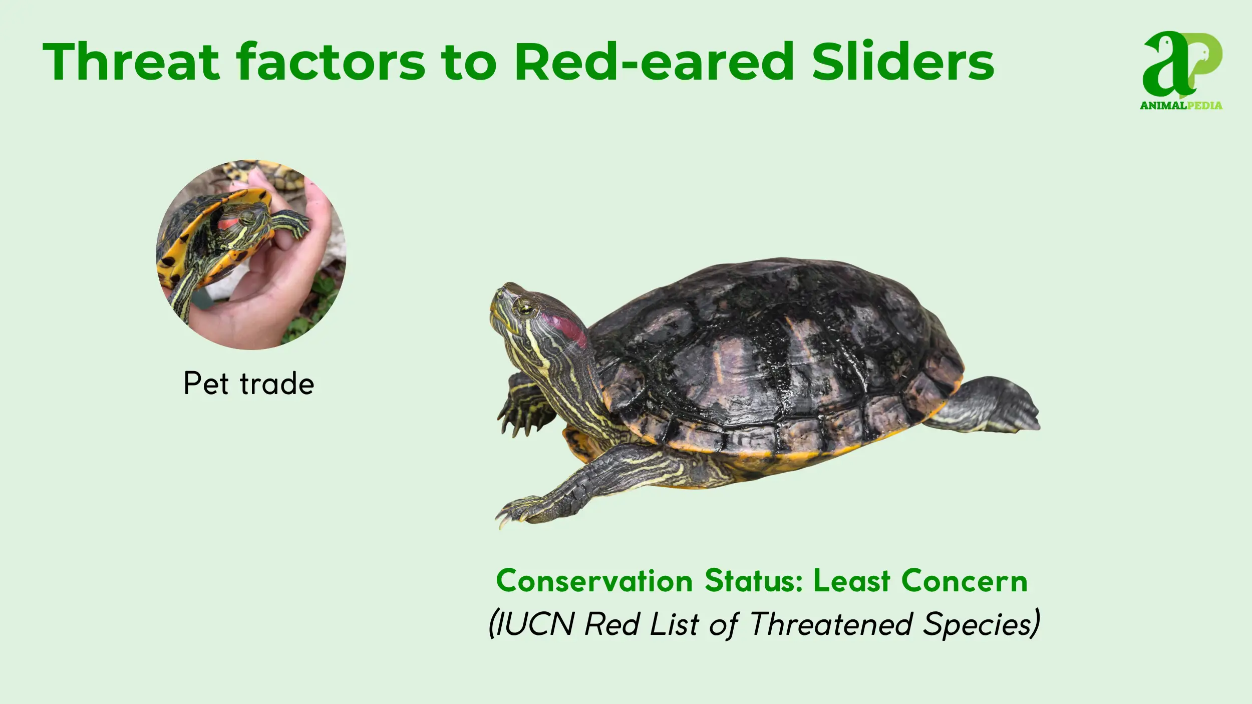 red-eared sliders status conservation least concern