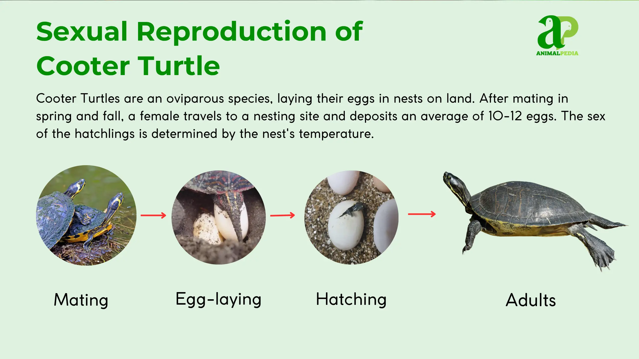 cooter turtle reproduce